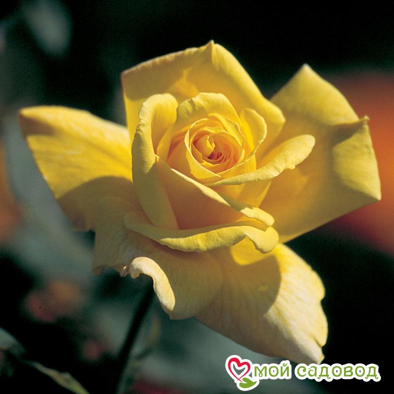 Роза Аполло