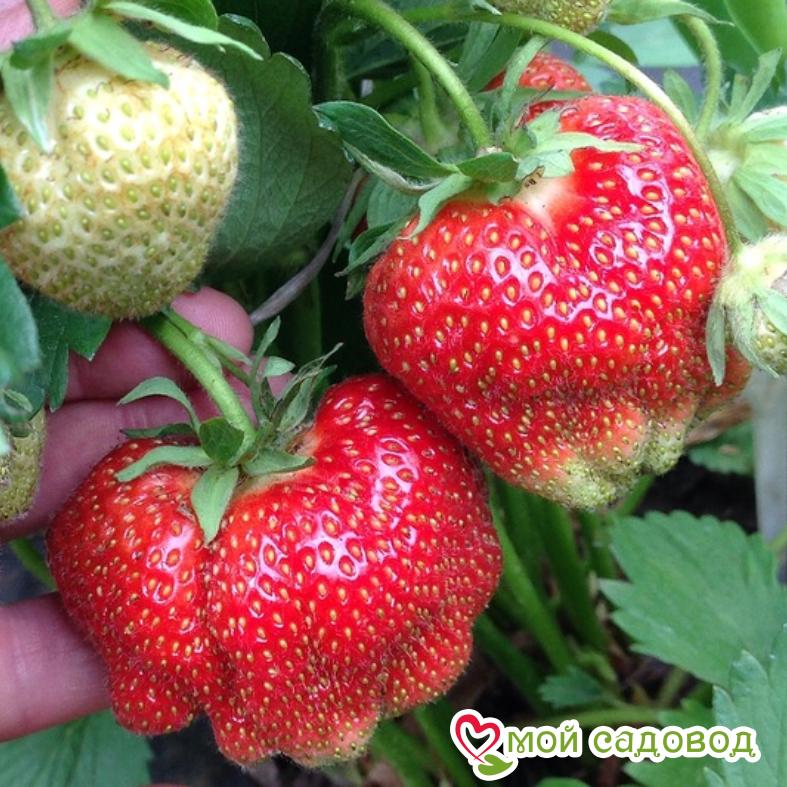 Земляника ремонтантная Королева Виктория
