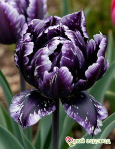 Тюльпан Индиго